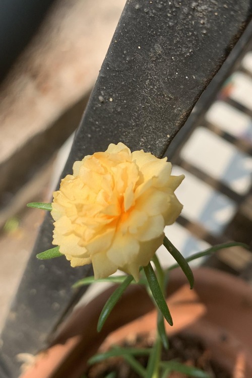 a yellow Moss Rose