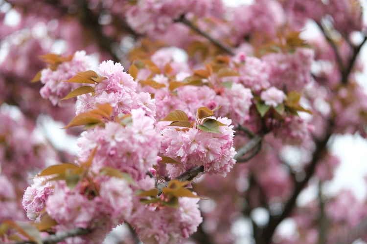 Close up of cherry blossoms on a tree in Paris
